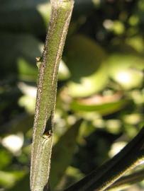                    Second - third year twig (Winter   Haven, FL)       