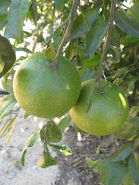              Immature fruit (Winter Haven, FL)   