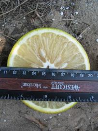              Fruit cross-section (Winter Haven, FL)   