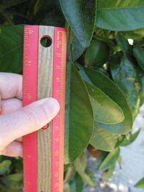                 Unifoliolate leaf (Winter Haven,   FL)   