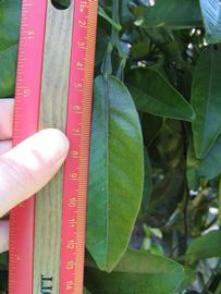                 Unifoliolate leaf (Winter Haven,   FL)   