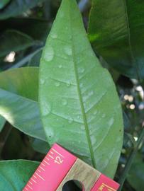                 Unifoliolate leaf (Winter Haven,   FL)   