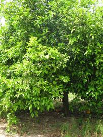                 Habit (Winter Haven,   FL)   