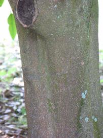            Bark (Winter Haven, FL)            