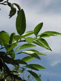                 Sun leaves (Winter Haven,   FL)   
