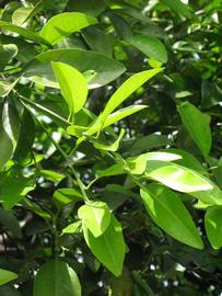                 Sun leaves (Winter Haven,   FL)   