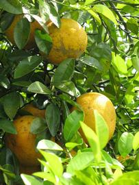                 Fruit (Winter Haven,   FL)   