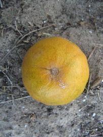              Fruit (Winter Haven, FL)   