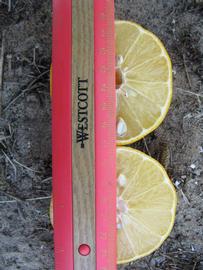              Fruit cross-section (Winter Haven, FL)   