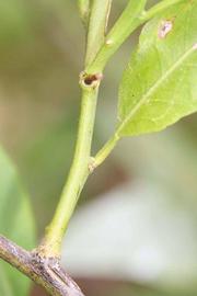            First year twig (Riverside, CA)   