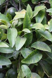              Sun leaves (Riverside, CA)       