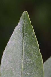              Margin (Riverside, CA)       