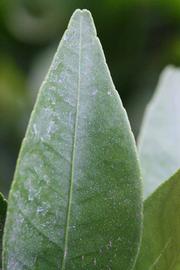              Margin (Riverside, CA)       