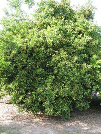              Habit (Winter Haven, FL)       