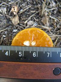            Fruit cross-section (Winter Haven, FL)   