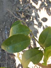            Shade leaves (Winter Haven, FL)   