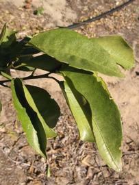            Sun leaves (Winter Haven, FL)   