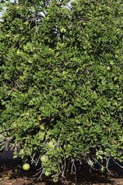            Habit (Riverside, CA)   