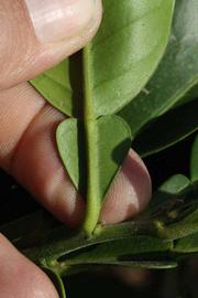              Petiole (Riverside, CA)       