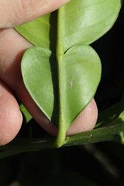              Petiole (Riverside, CA)       