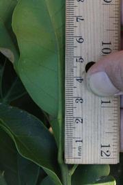              Unifoliolate leaf (Riverside, CA)       