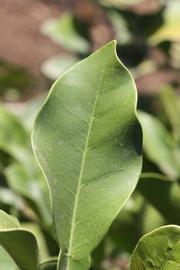              Unifoliolate leaf (Riverside, CA)       