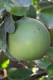            Fruit (Riverside, CA)   