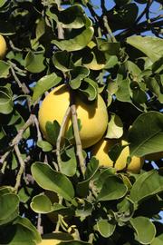            Fruit (Riverside, CA)   