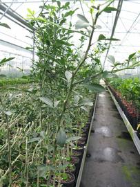              Habit (Phillip Rucks Citrus Nursery, Frostproof, FL)       