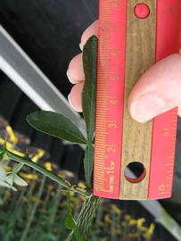              Trifoliolate leaf (Phillip Rucks Citrus Nursery, Frostproof,   FL)       