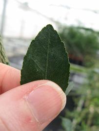              Margin (Phillip Rucks Citrus Nursery, Frostproof, FL)       