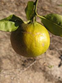            Fruit (Winter Haven, FL)   