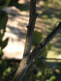              Second - third year twig (Winter Haven, FL)       