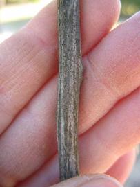              Second - third year twig (Winter Haven, FL)       