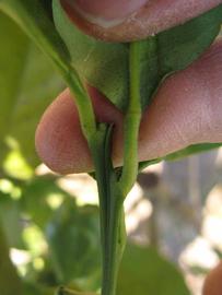              Petiole (Winter Haven, FL)       