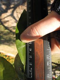              Unifoliolate leaf (Winter Haven, FL)       