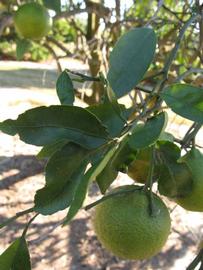            Shade leaves (Winter Haven, FL)   