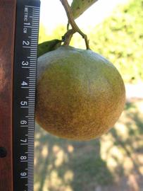            Fruit (Winter Haven, FL)   