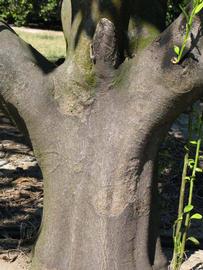            Bark (Winter Haven, FL)   