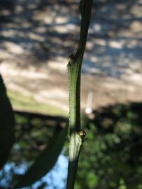            First year twig (Winter Haven, FL)   