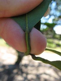              Petiole (Winter Haven, FL)       