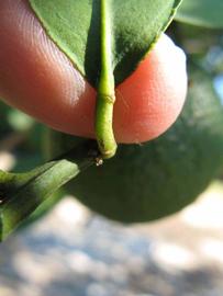              Petiole (Winter Haven, FL)       