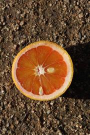            Fruit cross-section (Vainiglia, Riverside, CA)   