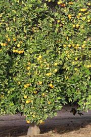            Habit (Vainiglia, Riverside, CA)   