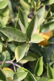            Sun leaves (Vainiglia, Riverside, CA)   