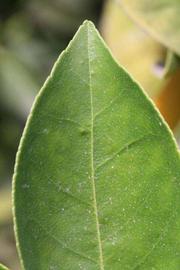            Margin (Vainiglia, Riverside, CA)   