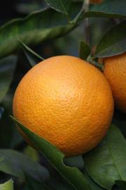            Fruit (Vainiglia, Riverside, CA)   