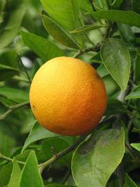            Fruit (Riverside, CA)   