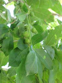            Immature fruit of  Casimiroa edulis      (Winter Haven,   FL)   