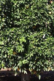            Habit (Whitney Marsh, Riverside, CA)   